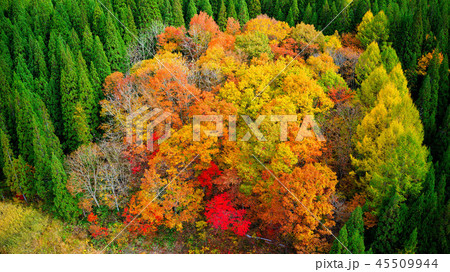 秋田内陸線沿線風景 45509944