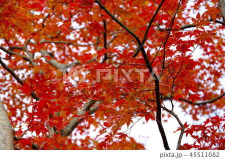 もみじ 45511082