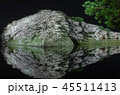 彦根城の桜 45511413