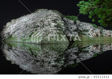 彦根城の桜 45511413