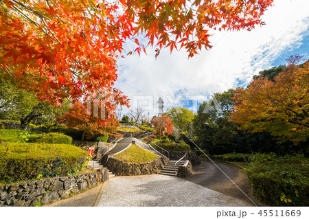 紅葉 眉山公園(徳島県徳島市) 紅葉 眉山公園(徳島県徳島市) 45511669