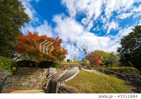紅葉 眉山公園(徳島県徳島市) 紅葉 眉山公園(徳島県徳島市) 45511684