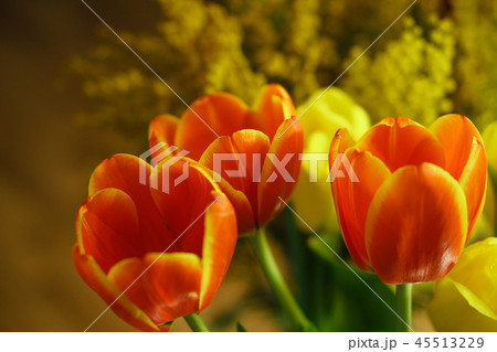 Red tulips 45513229