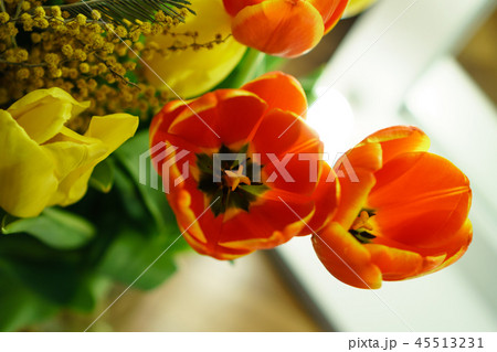 Yellow and red tulips, mimosa 45513231