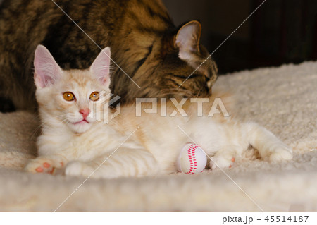 Mom cat and kitten 45514187