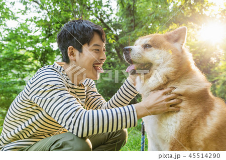 秋田犬　男性 45514290