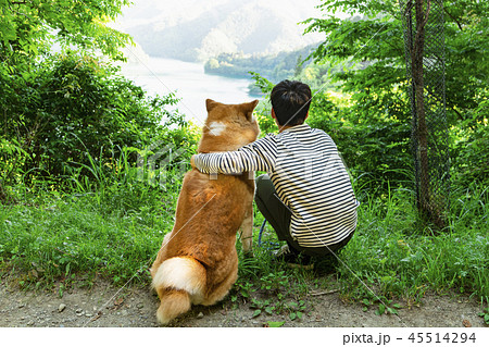 秋田犬　男性　後ろ姿 45514294