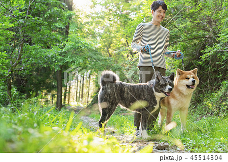 秋田犬 男性 散歩 秋田犬 男性 散歩 45514304