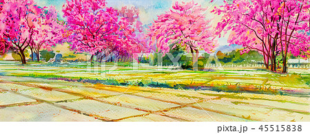 Painting pink color of Wild himalayan cherry. Painting pink color of Wild himalayan cherry. 45515838