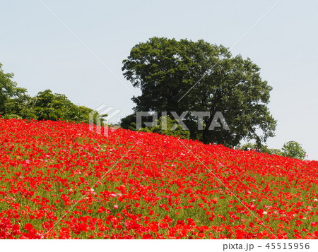 天空のポピー 天空のポピー 45515956