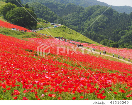 天空のポピー 45516049