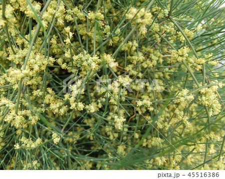 薬草の花・シナマオウ2 45516386