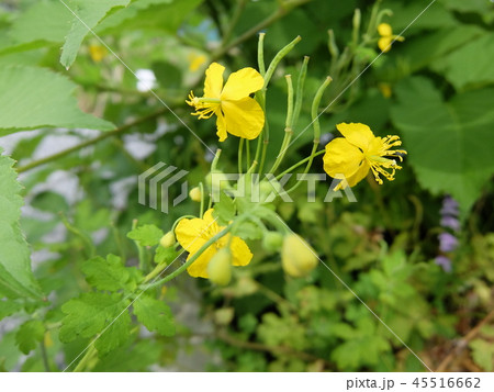 薬草の花・クサノオウ2 45516662