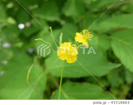 薬草の花・クサノオウ1 薬草の花・クサノオウ1 45516663