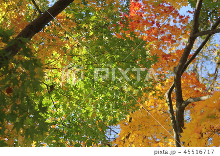 もみじ 45516717