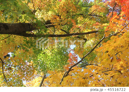 もみじ 45516722