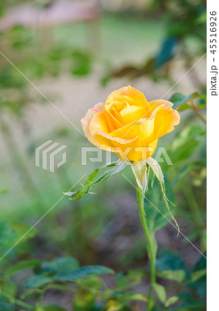 Yellow rose bloom Yellow rose bloom 45516926