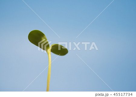 Image 45517734
