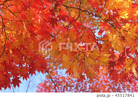 もみじ 45517841