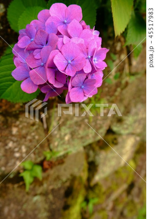 王子 飛鳥山公園 あじさい小径こみち 王子 飛鳥山公園 あじさい小径こみち 45517983