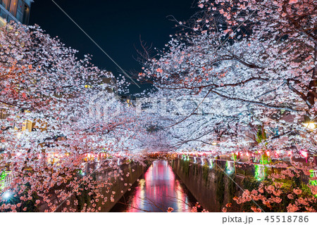 目黒川の夜桜ライトアップ (東京都目黒区) 2018年3月 目黒川の夜桜ライトアップ (東京都目黒区) 2018年3月 45518786