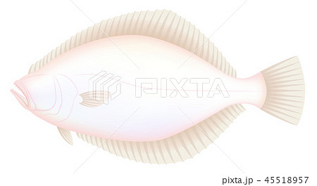 カレイ 鰈 裏側 白背景のイラスト素材