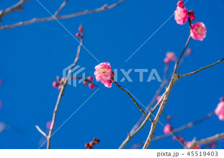 早春の梅 早春の梅 45519403