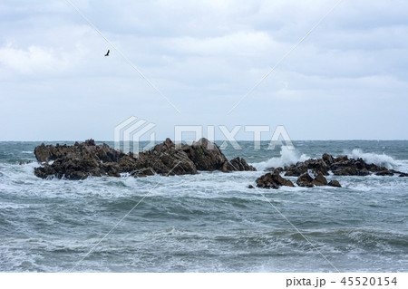 海 風景 カモメ 45520154