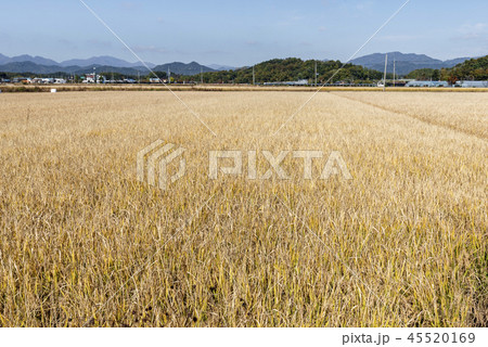 アイザック 米 農業 45520169