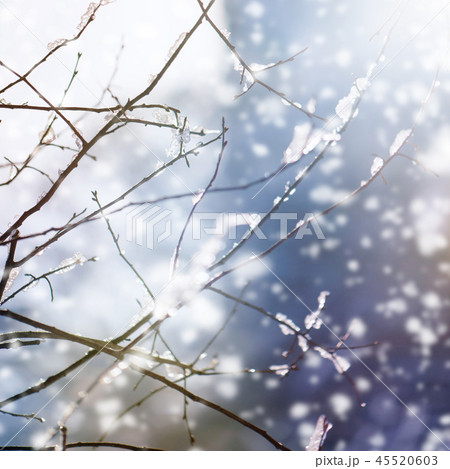 blur winter background with snow on branches 45520603