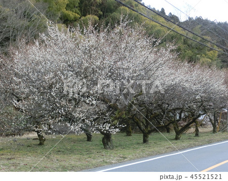 日の出町の白梅 日の出町の白梅 45521521