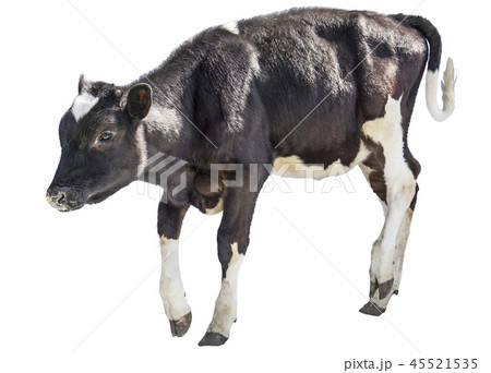 cow farm animal cow farm animal 45521535