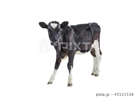 cow farm animal cow farm animal 45521538