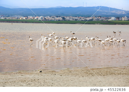 Flamingos in Cyprus 45522636
