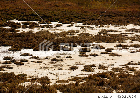 Swamp Swamp 45522654
