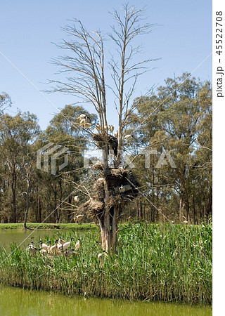 Australian Ibis Nests 45522708