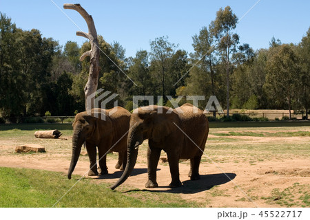 Elephants Elephants 45522717