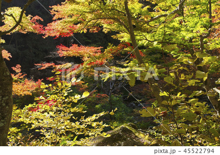 秋の昇仙峡 45522794