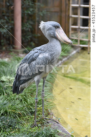 ハシビロコウ ハシビロコウ 45523457