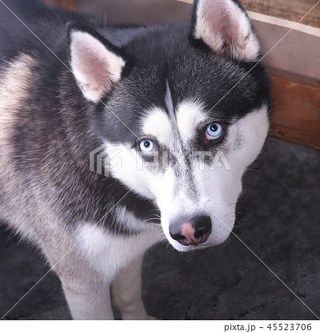 Siberian Husky dog with blue eye looks to right. Husky dog has black and white coat color. Close up. 45523706