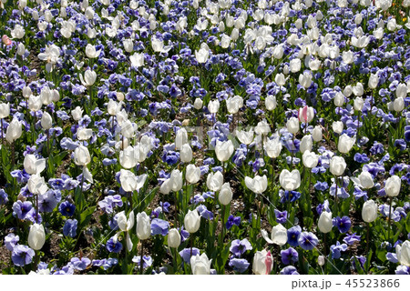 Pansies & Tulips Pansies & Tulips 45523866