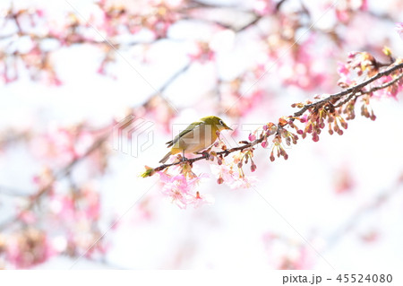 桜とメジロ 桜とメジロ 45524080