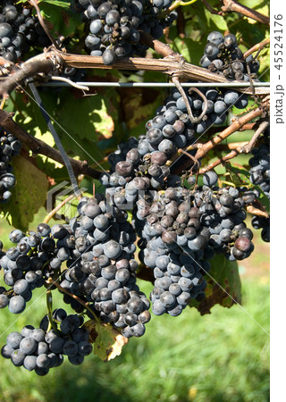 Grapes Grapes 45524176