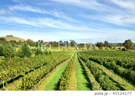 Vineyard Scene Vineyard Scene 45524177