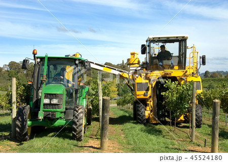 Harvesting Grapes Harvesting Grapes 45524180