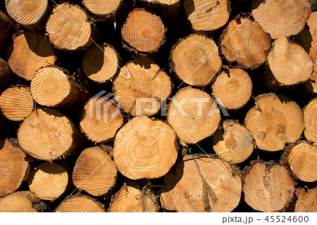 Pine Logs Pine Logs 45524600
