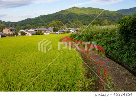 奈良　明日香村　飛鳥光の回廊　橘寺の前の彼岸花 45524854