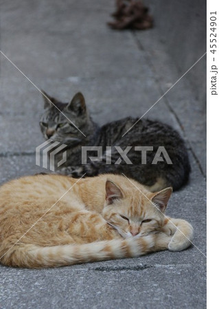 野良猫 野良猫 45524901