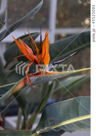 ストレチア・ゴクラクチョウカ ストレチア・ゴクラクチョウカ 45525093