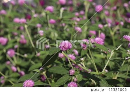 センニチコウ センニチコウ 45525096